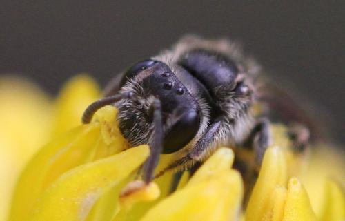 Réf. 274 038 : Andrena sp.